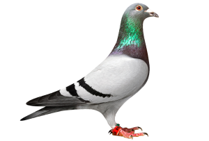 Pigeon PNG-54596